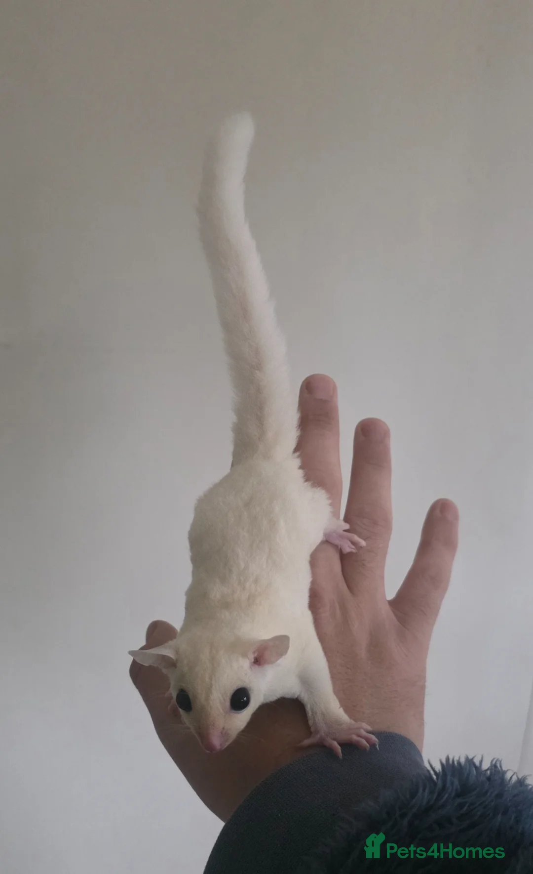 Sugar Glider rodents for sale: Baby Joey Gliders - Advert 2