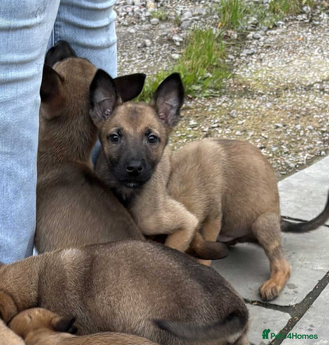 Belgian Shepherd Dog dogs for sale: Belgian shepherd pups - Image 5