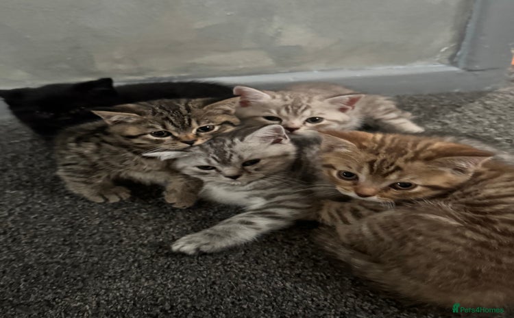 British Shorthair cats - Advert 3