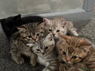 British Shorthair cats - Advert 21