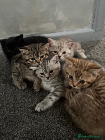 British Shorthair cats - Advert 3