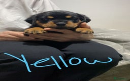 Rottweiler dogs for sale: Kc rottweiler puppies  - Image 9