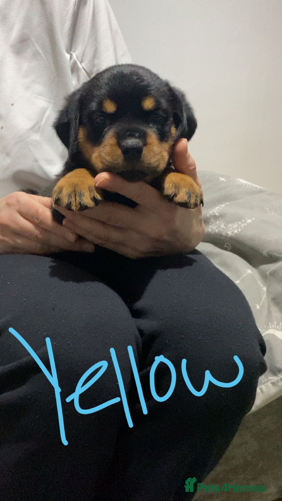 Rottweiler dogs for sale: Kc rottweiler puppies  - Image 9