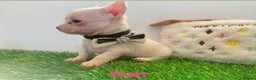 Chihuahua dogs for sale: Tiny chihuahua puppies  - Advert 11