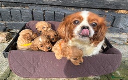 Cavapoo dogs for sale: ✨ Gorgeous F1 Cavapoo Puppies ✨ - Image 12