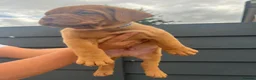 Dogue De Bordeaux dogs for sale: Dogue de Bordeaux 🐶 last 4 remaining 💙💙🩷🩷 - Advert 17
