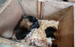 Guinea Pig rodents for sale: Pair of Bonded Male Abyssinian Guinea Pigs  - Image 2