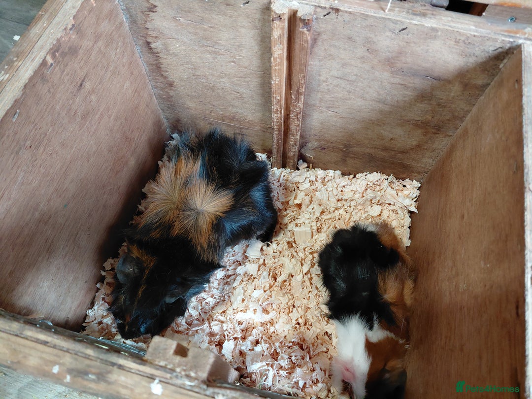 Guinea Pig rodents for sale: Pair of Bonded Male Abyssinian Guinea Pigs  - Image 2
