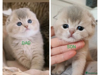 Scottish Fold cats in Brackley - Advert 3