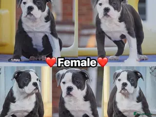 Old Tyme Bulldog dogs 23 years 5⭐️Rated Licensed professionals - Advert 3