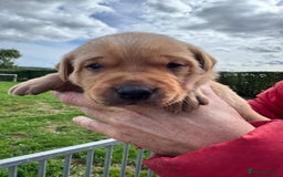 Labrador Retriever dogs for sale: 1st Class ⭐️⭐️⭐️⭐️⭐️ Licensed - Image 7