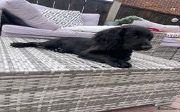 Cocker Spaniel dogs for sale: Cocker spaniel pups - Image 7