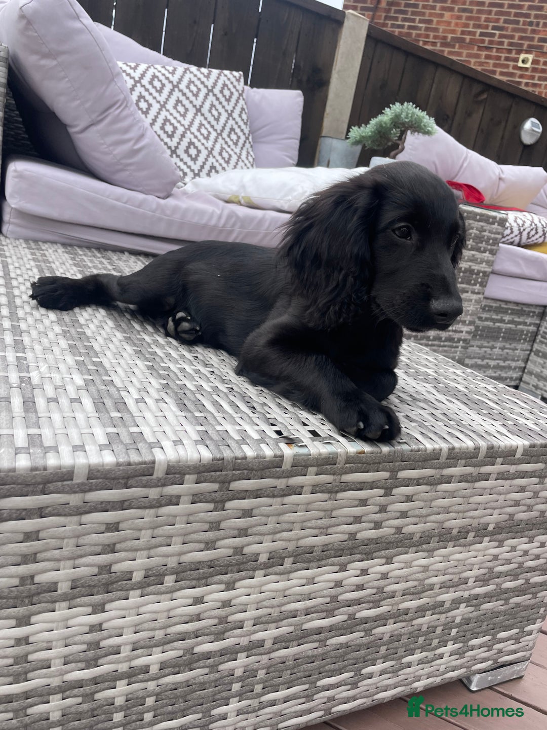 Cocker Spaniel dogs for sale: Cocker spaniel pups - Image 7