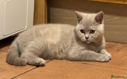 British Shorthair cats for sale: Adorable British Shorthair Kitten GCCF Registered  - Image 6
