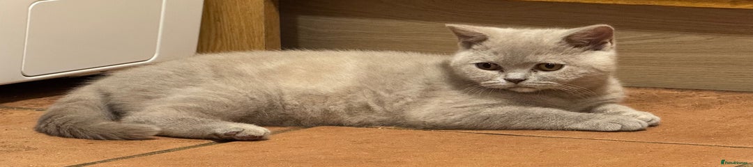 British Shorthair Kitten 3