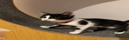 Mixed Breed cats for sale: Norwegian Forest X Ragdoll  - Advert 14