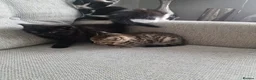 Mixed Breed cats for sale: 5 Kittens  in Manchester - Advert 9
