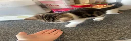 Mixed Breed cats for sale: Cute mixed kittens calico  - Advert 21