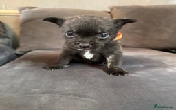 Mixed Breed dogs for sale: 5 x French Pomerdogs - Image 2