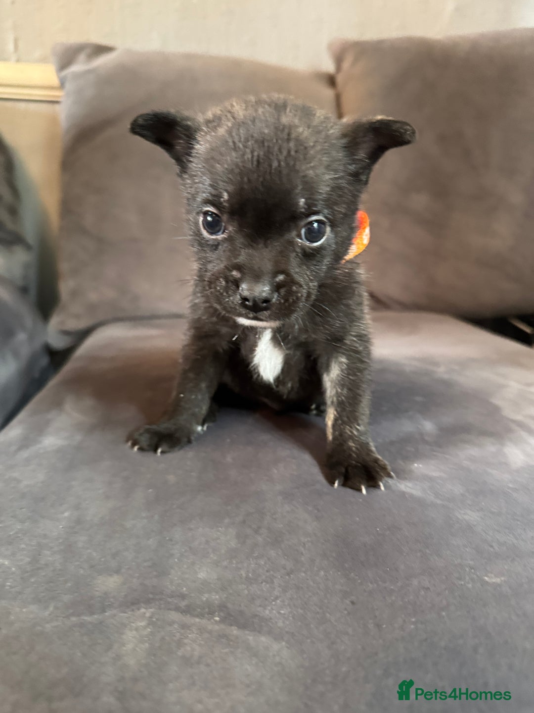 Mixed Breed dogs for sale: 5 x French Pomerdogs - Image 2