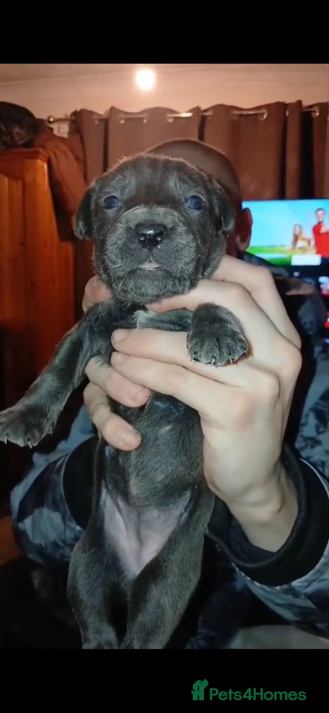 Cane Corso dogs Pure bred blue cane corso puppies for sale  - Advert 2