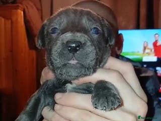Cane Corso dogs Pure bred blue cane corso puppies for sale - Advert 7