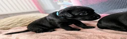 Labradoodle dogs for sale: Beautiful Labrador × Labradoodle Puppies  in Alfreton - Advert 3