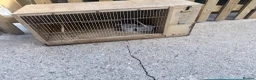 Finches birds for sale: Java sparrows  in Tipton - Advert 4