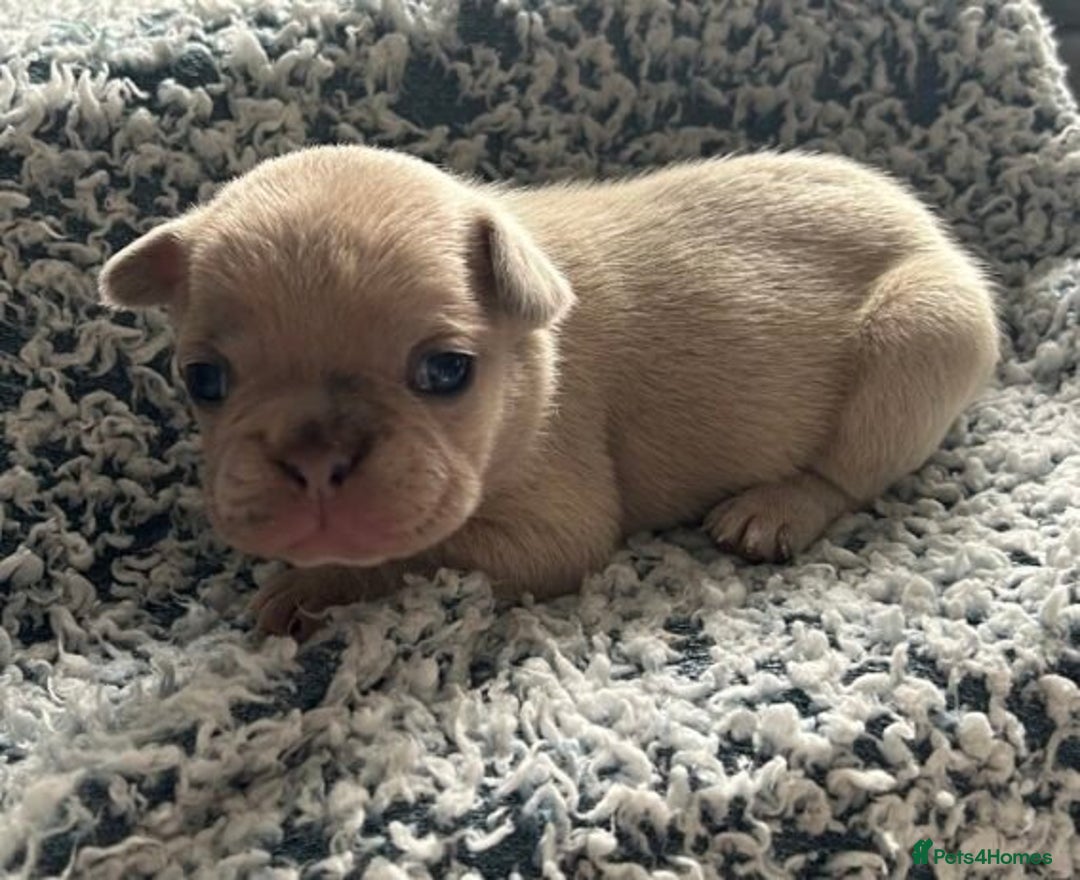 French Bulldog dogs for sale:  French Bulldog Puppy Brings Joy  - Advert 1