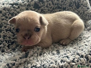 French Bulldog dogs French Bulldog Puppy Brings Joy - Advert 18