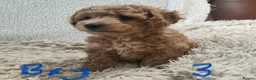 Cockapoo dogs for sale: Toy/mini Cockapoo f1b puppies  in Omagh - Advert 5