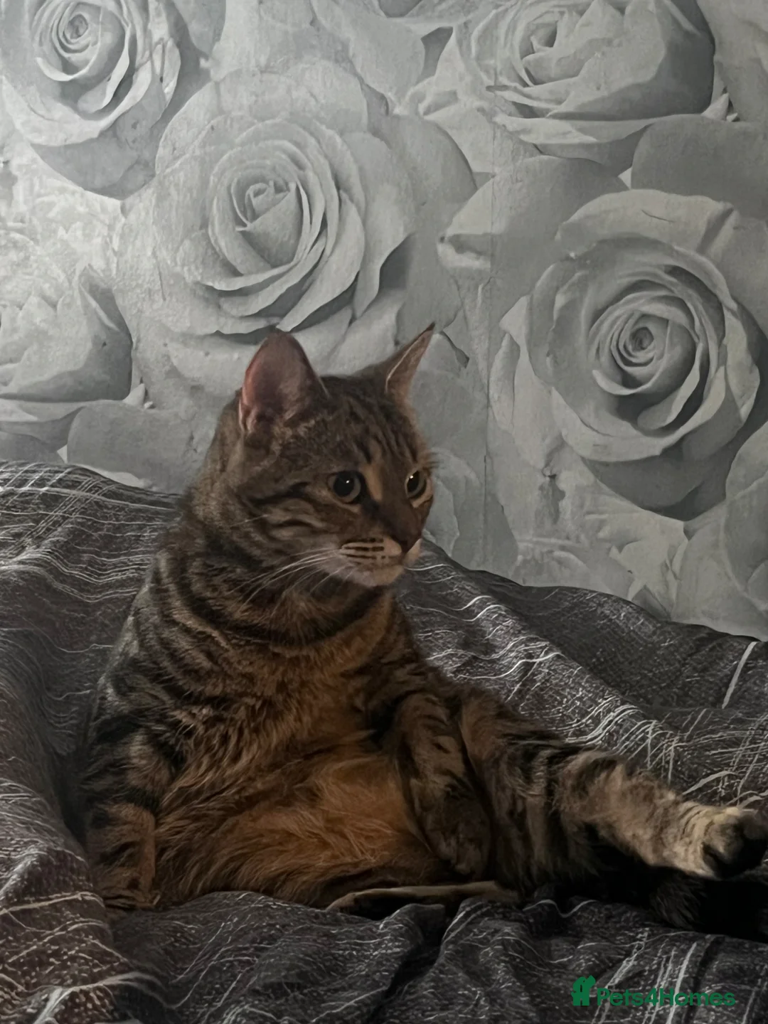 Mixed Breed cats for sale: 🐾 GORGEOUS BENGAL FEMALE 🐾 - Advert 5