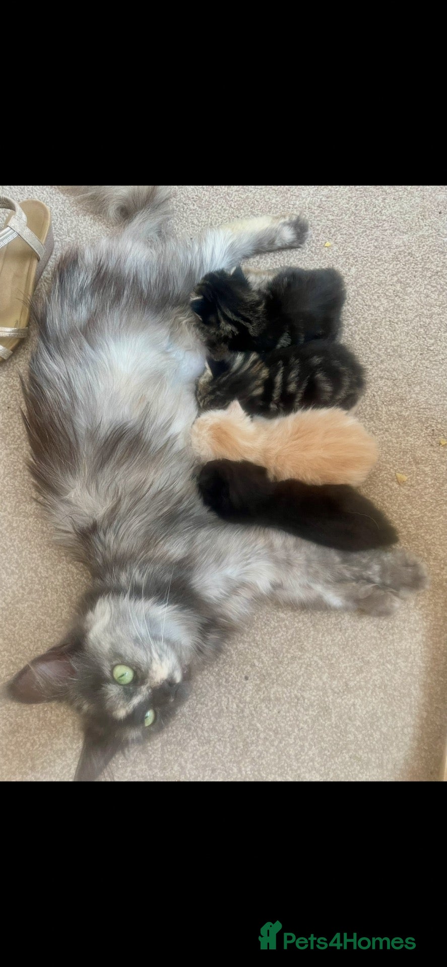Mixed Breed cats Maincoon x  - Advert 4
