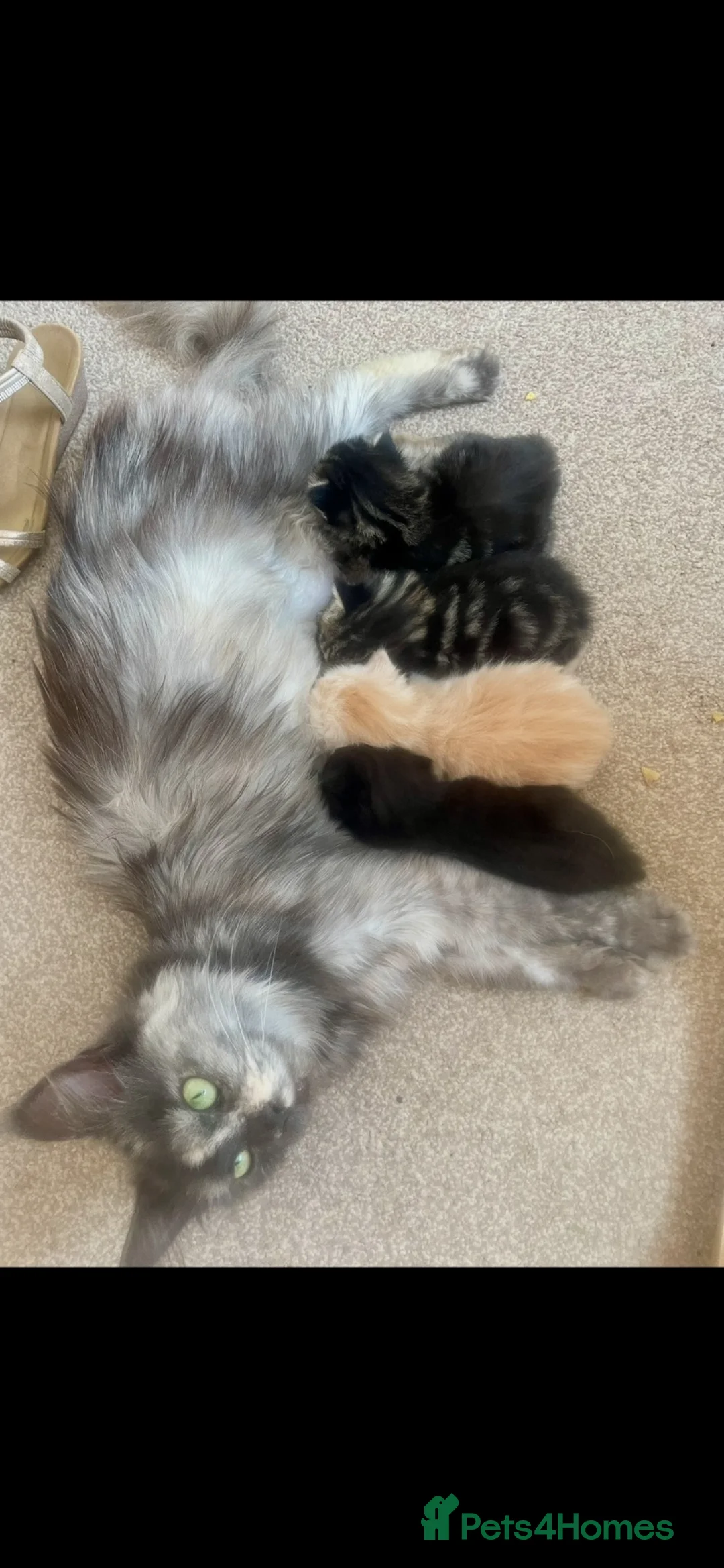 Mixed Breed cats for sale: Maincoon x  in Driffield - Advert 1