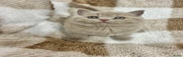 British Shorthair cats for sale: GCCF British Shorthair for Sale - Advert 27