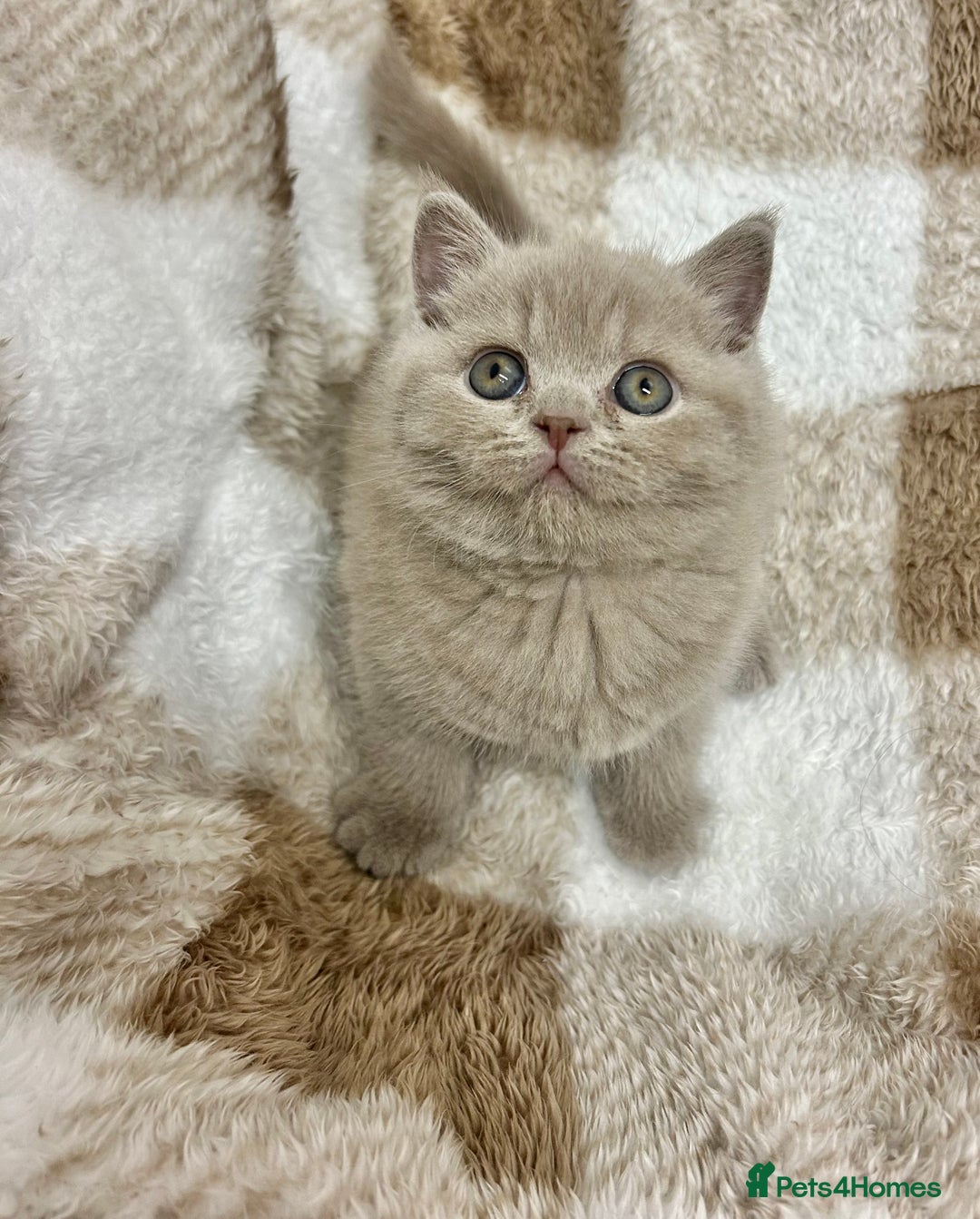 British Shorthair cats for sale: GCCF British Shorthair for Sale - Advert 27