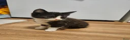 Mixed Breed cats for sale: Kites  - Advert 3