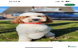 Australian Labradoodle dogs for sale: Pure Multigen Australian Labradoodle Puppies - Image 28