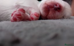 Samoyed dogs for sale: 🐾 Georgeus Pedigree Samoyed Puppies 🐾 - Image 5