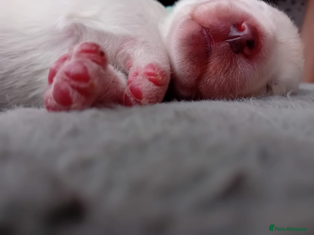 Samoyed dogs for sale: 🐾 Georgeus Pedigree Samoyed Puppies 🐾 - Image 5