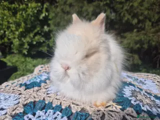 Angora rabbits 🩷💙Stunning Teddydwerg babies- imported parents🥰 - Advert 4