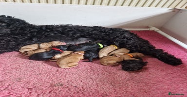 Cockapoo dogs - Advert 2
