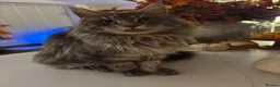 Maine Coon cats for sale: Maine coon / Bengal cross  - Advert 2