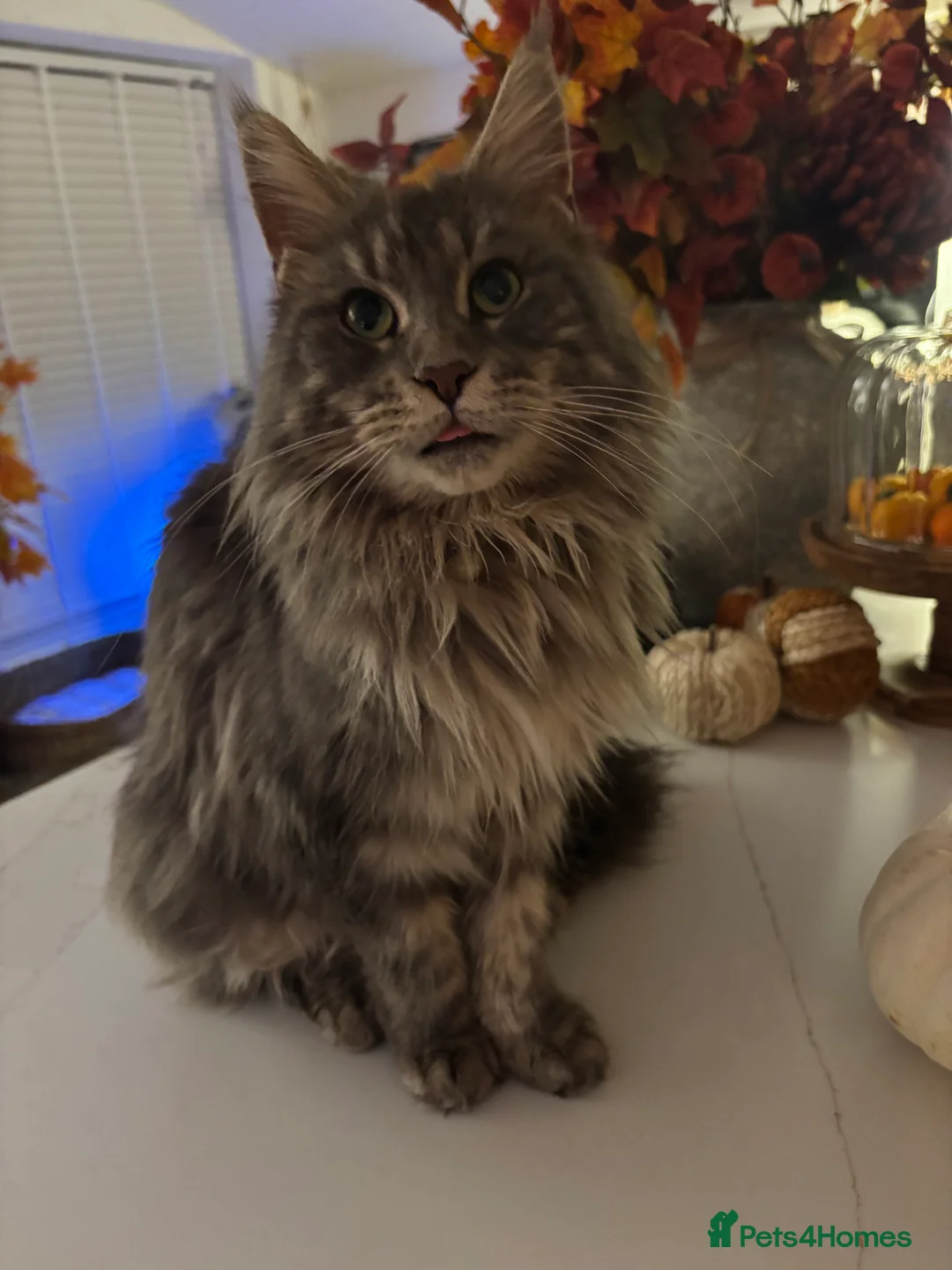 Maine Coon cats for sale: Maine coon / Bengal cross  - Advert 2