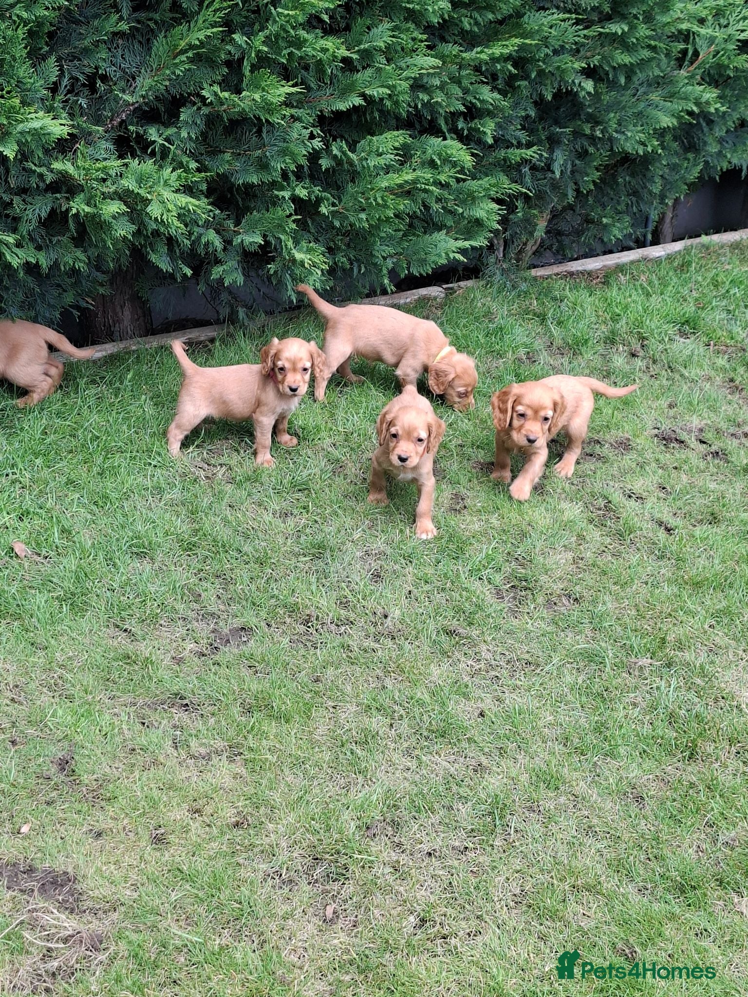 Cocker Spaniel dogs Kc reg hereditary clear working cocker spaniels - Advert 1