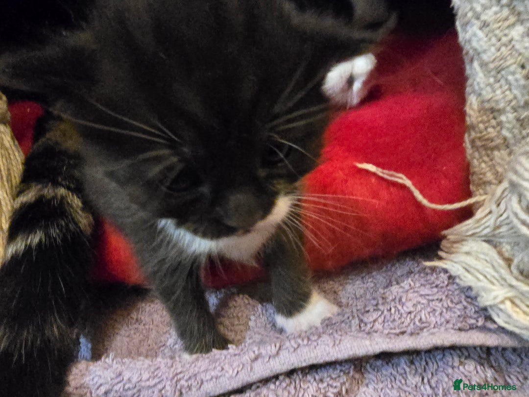 Mixed Breed cats for sale: 3 beautiful kittens, and her mum ❤️  - Advert 4