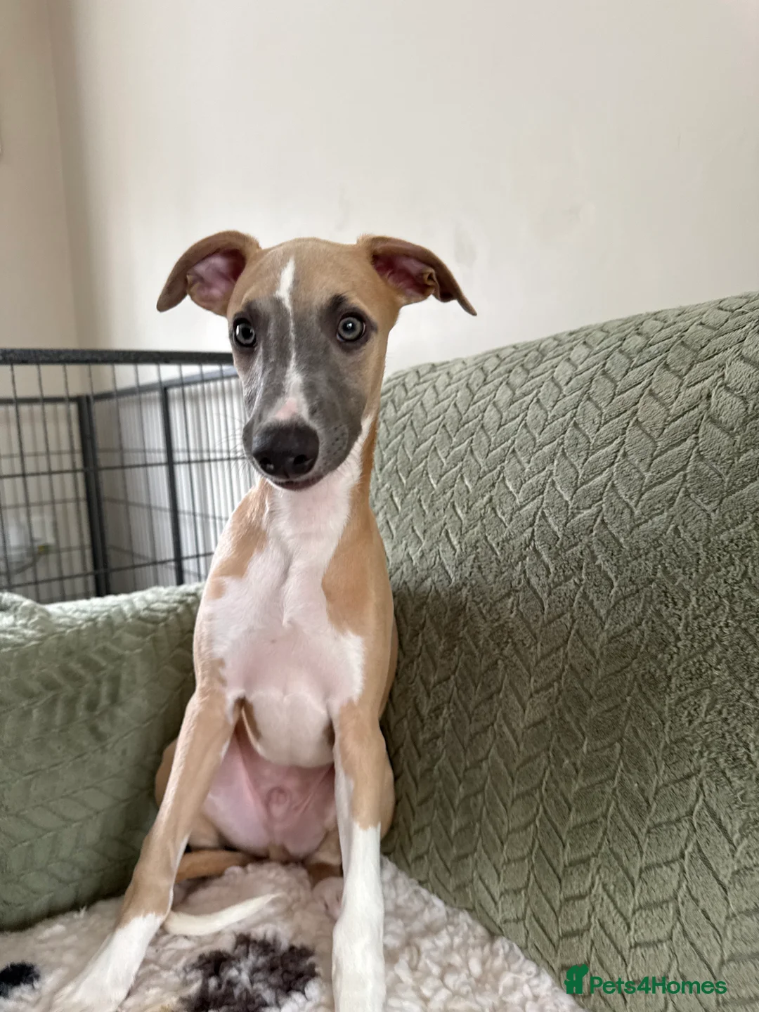 Whippet dogs for sale: 2 whippet boys💙 - Advert 8