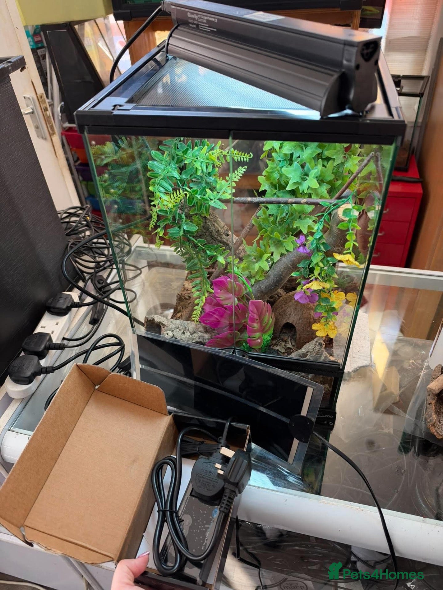 Gecko reptiles Two crested geckos + setup  - Advert 2