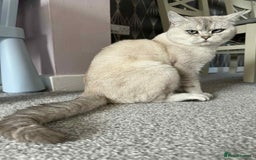British Shorthair cats for stud: British short heer - Image 3