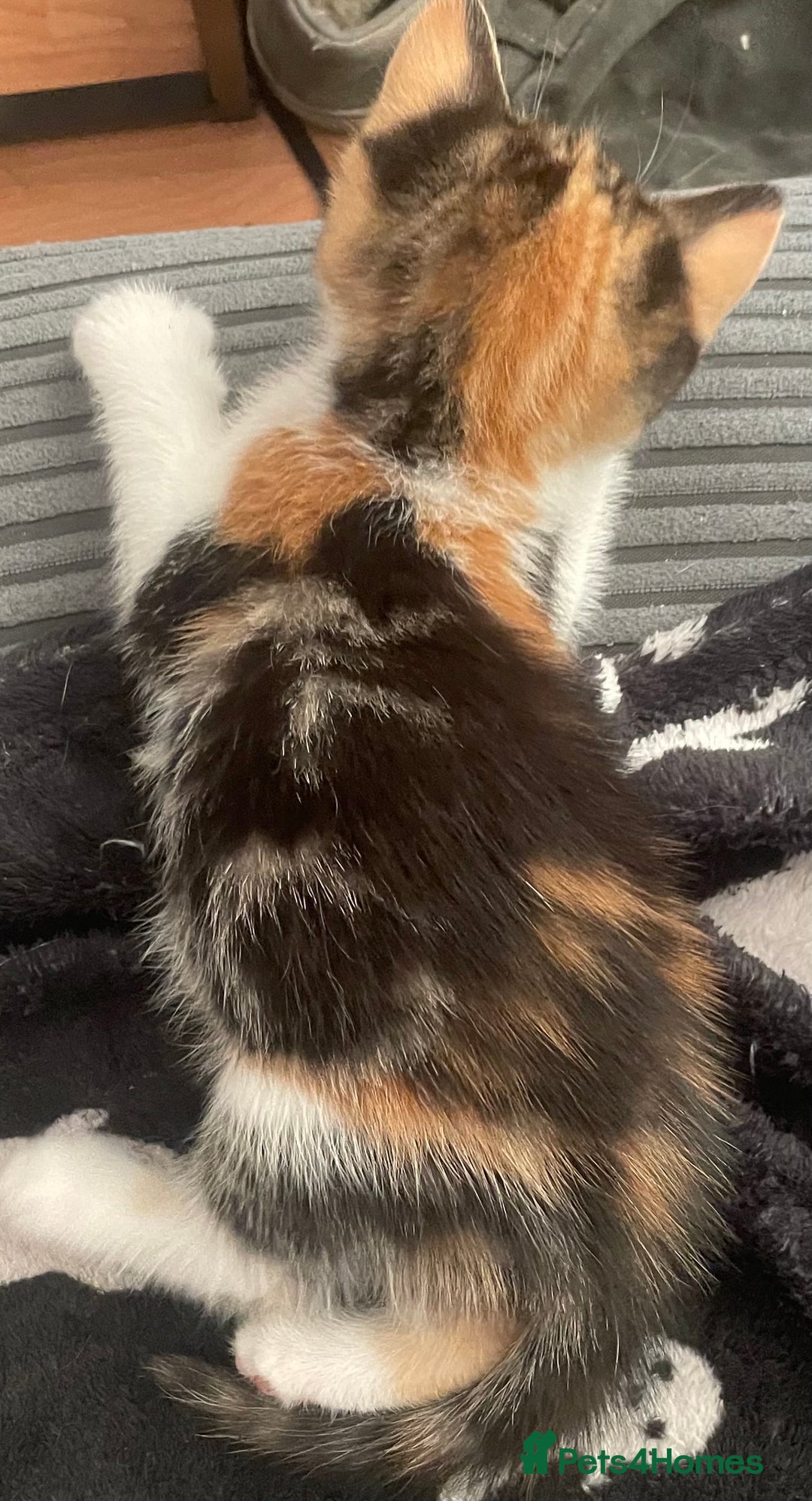 Domestic Shorthair cats for sale: 2 Adorable Female Kittens - Image 8
